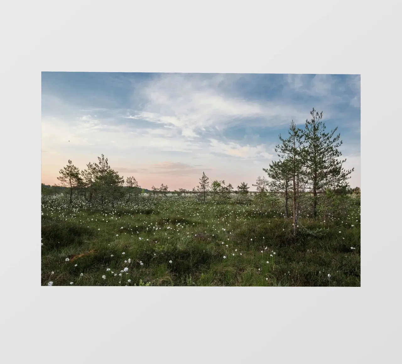 cotton grass marsh pellicola backlit da Horsire