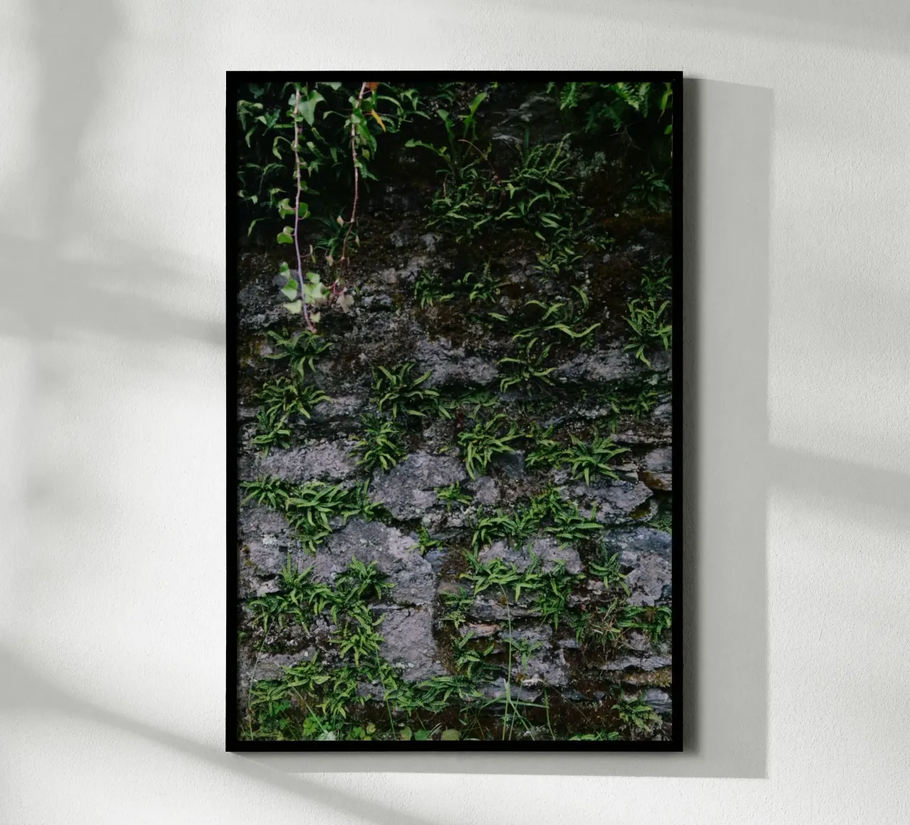 Farne und Moos auf Steinmauer poster con telaio in plastica da The Wild Creative Studio