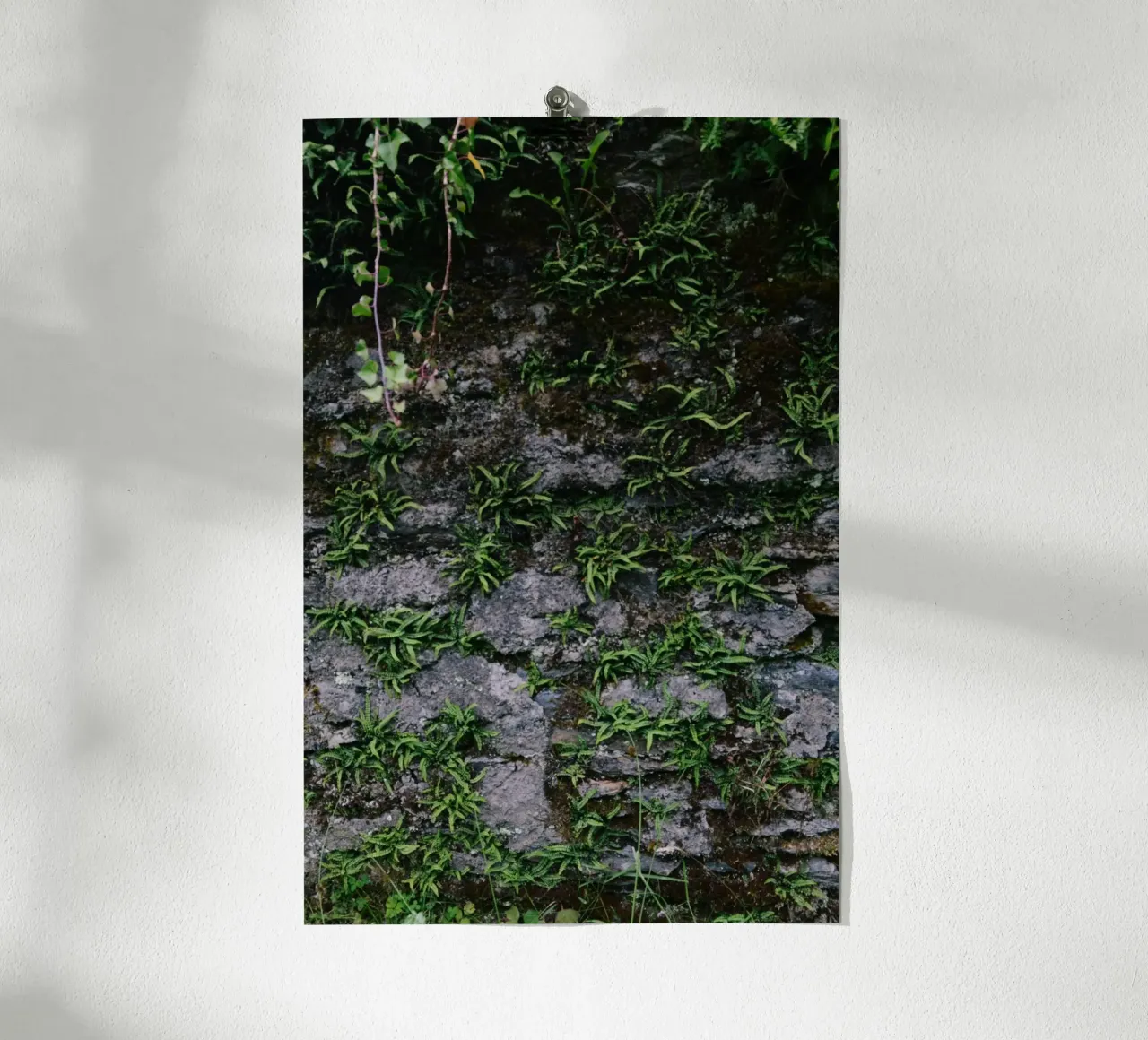 Farne und Moos auf Steinmauer Poster mit Holzrahmen von Wild Coast Studio