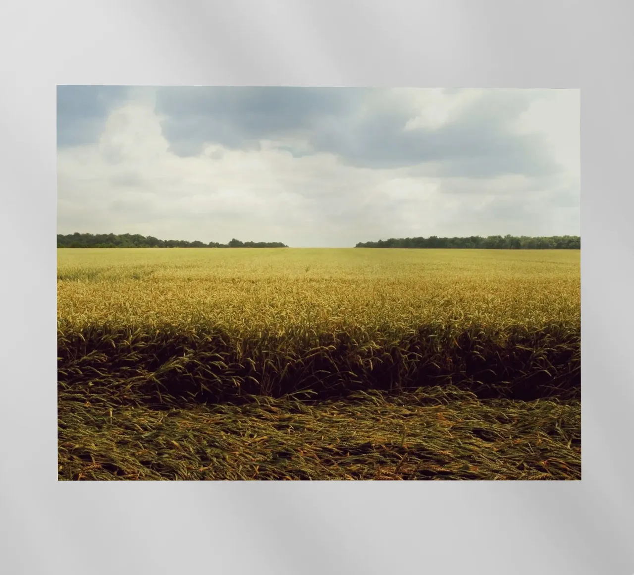 cereal grains landscape pellicola backlit da Horsire