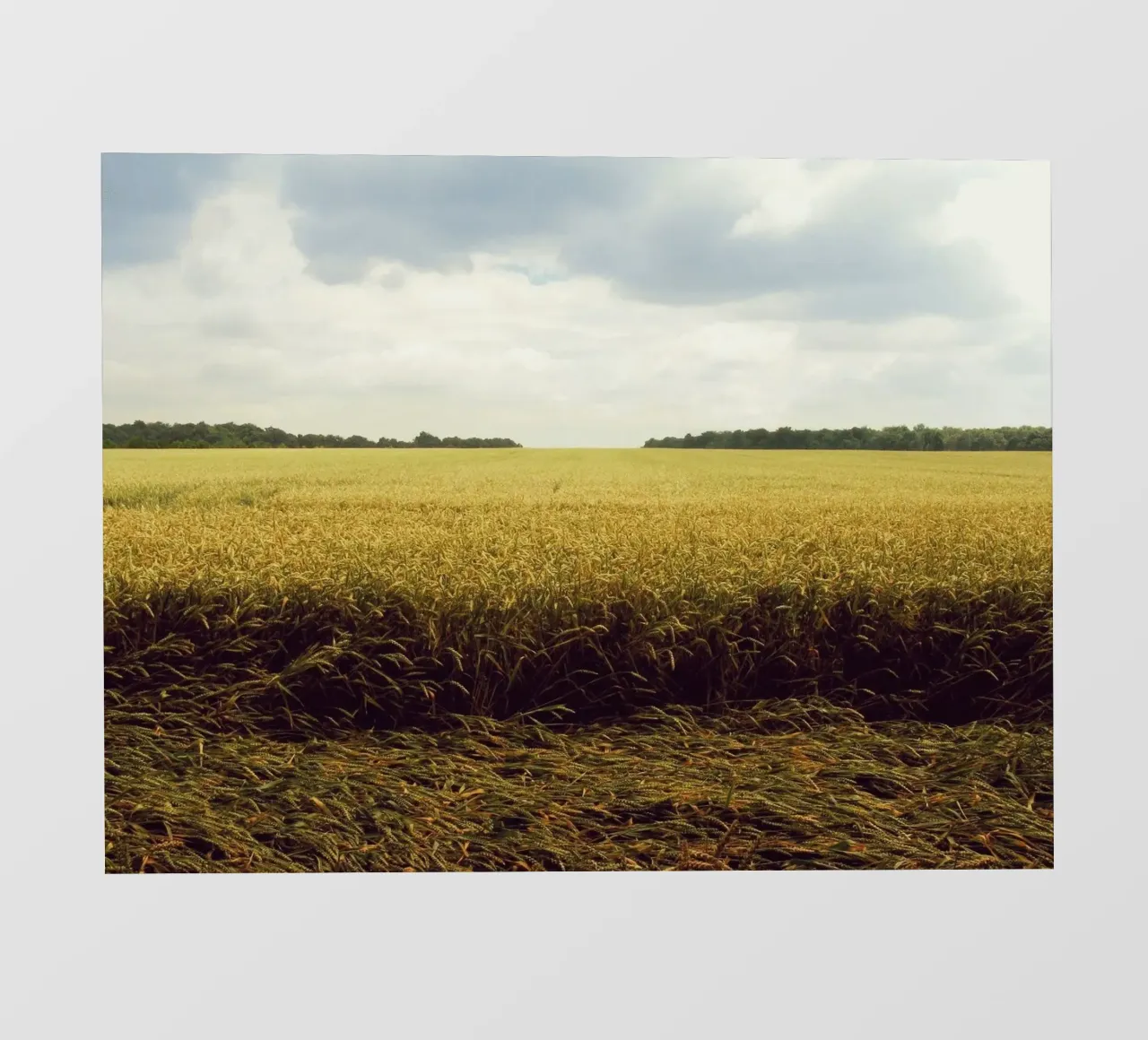 cereal grains landscape pellicola backlit da Horsire