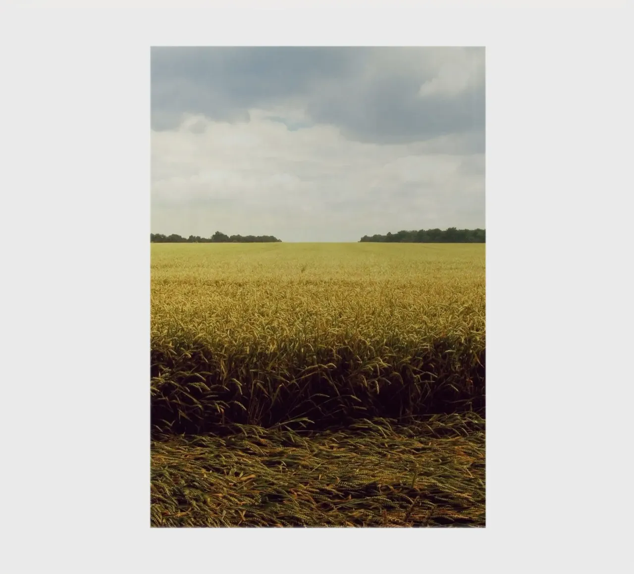 cereal grains landscape notebook by Horsire