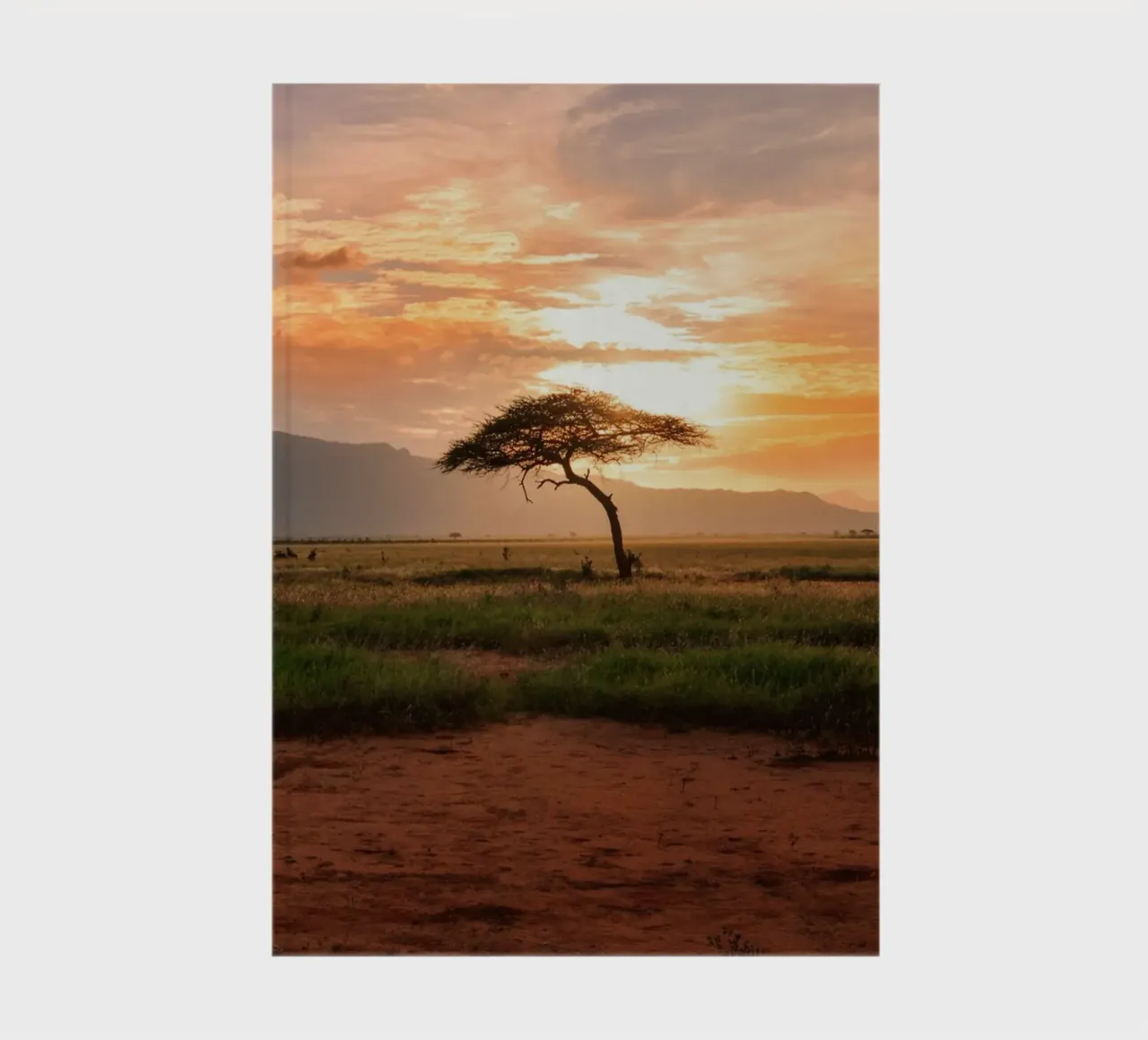 solitary tree diario da Horsire