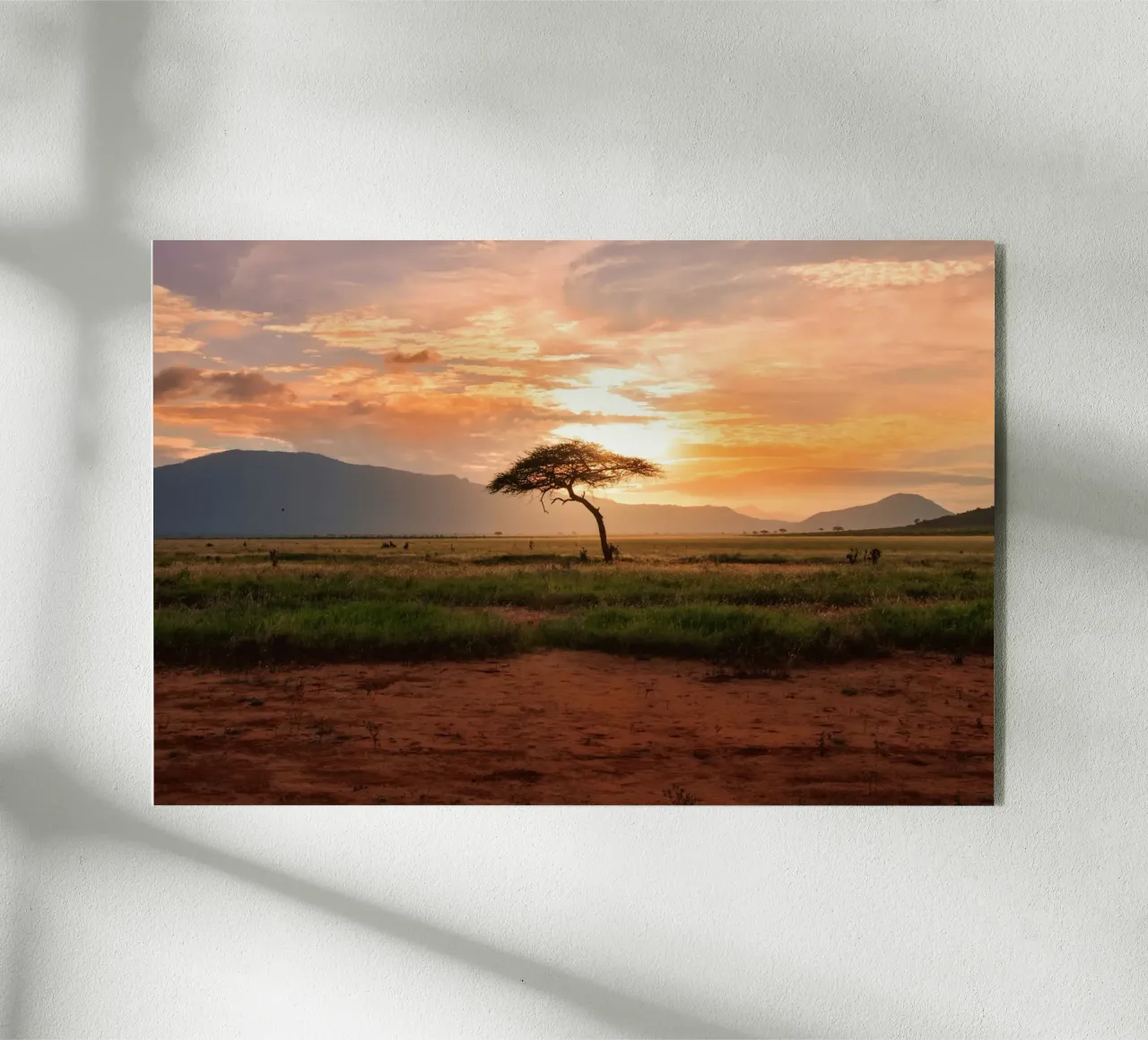 solitary tree plexiglass da Horsire