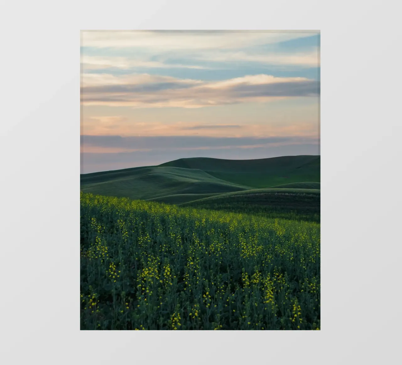 grass meadow pellicola backlit da animal story home