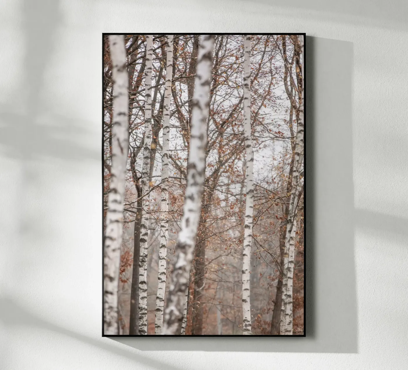 Birch Trees 6 acryl van Mareike Böhmer Photography