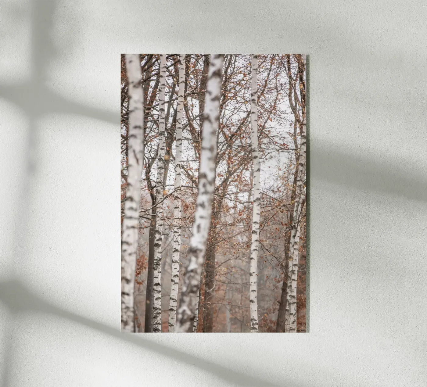 Birch Trees 6 acryl van Mareike Böhmer Photography