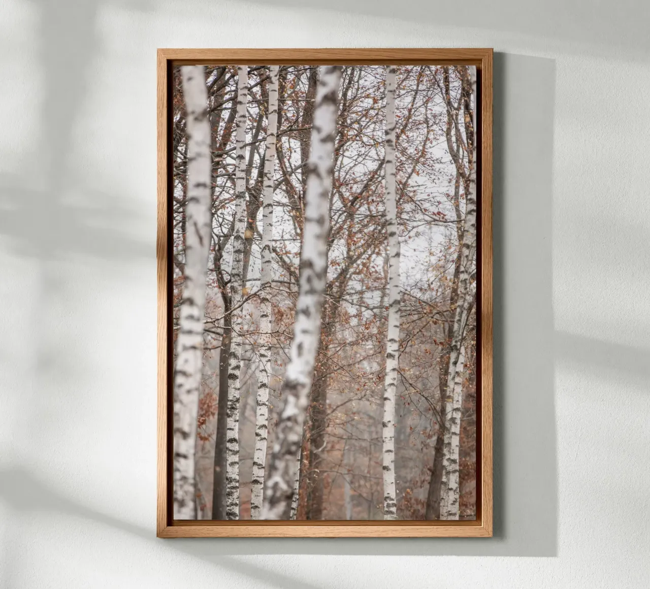 Birch Trees 6 alluminio dibond da Mareike Böhmer Photography