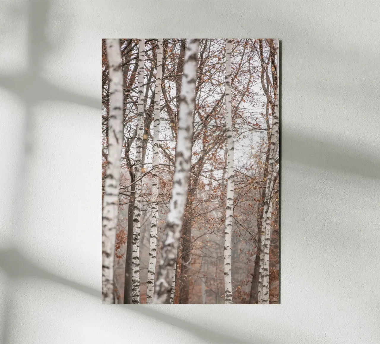 Birch Trees 6 alluminio dibond da Mareike Böhmer Photography