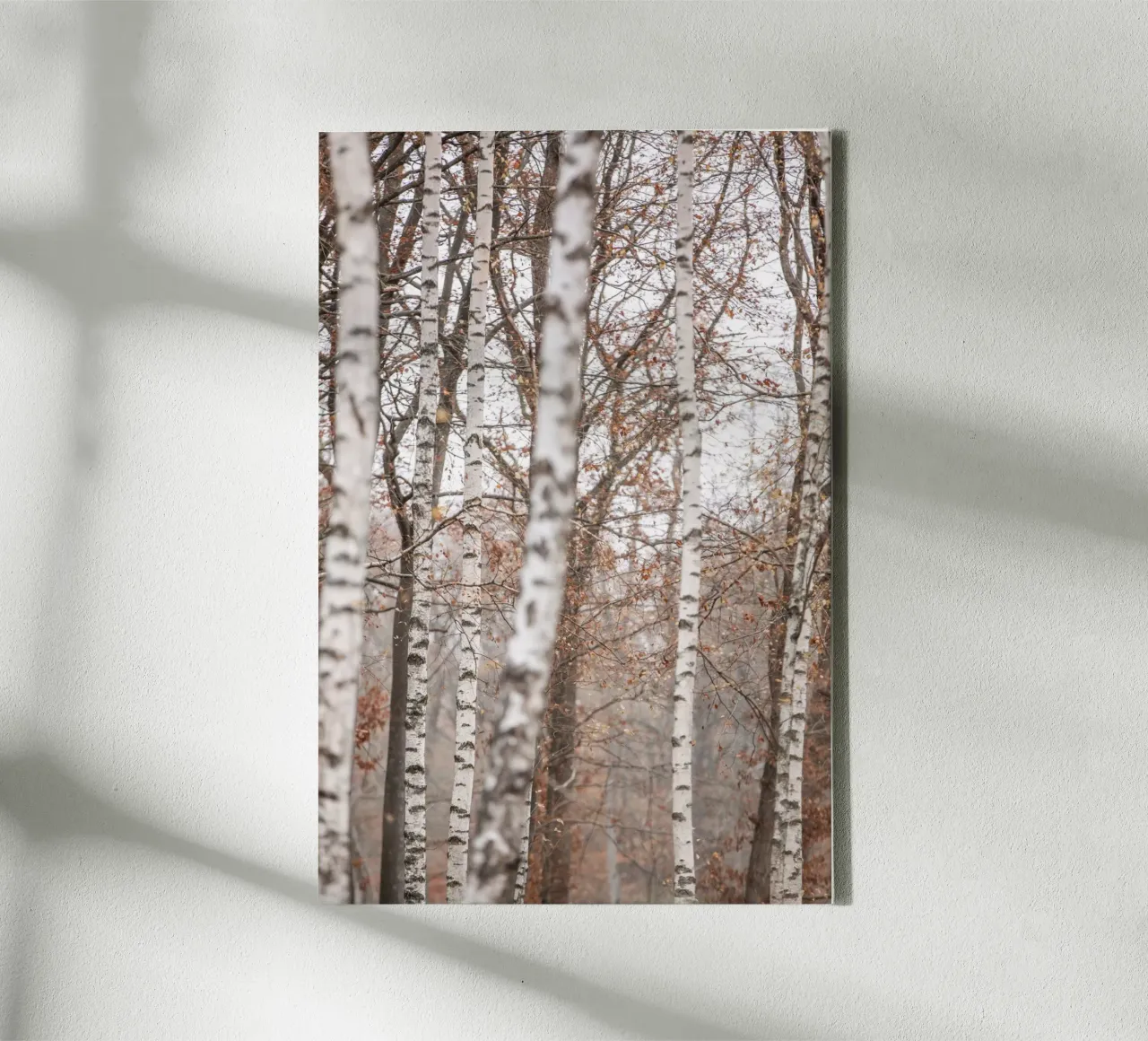 Birch Trees 6 tela con Cornice a cassetta da Mareike Böhmer Photography