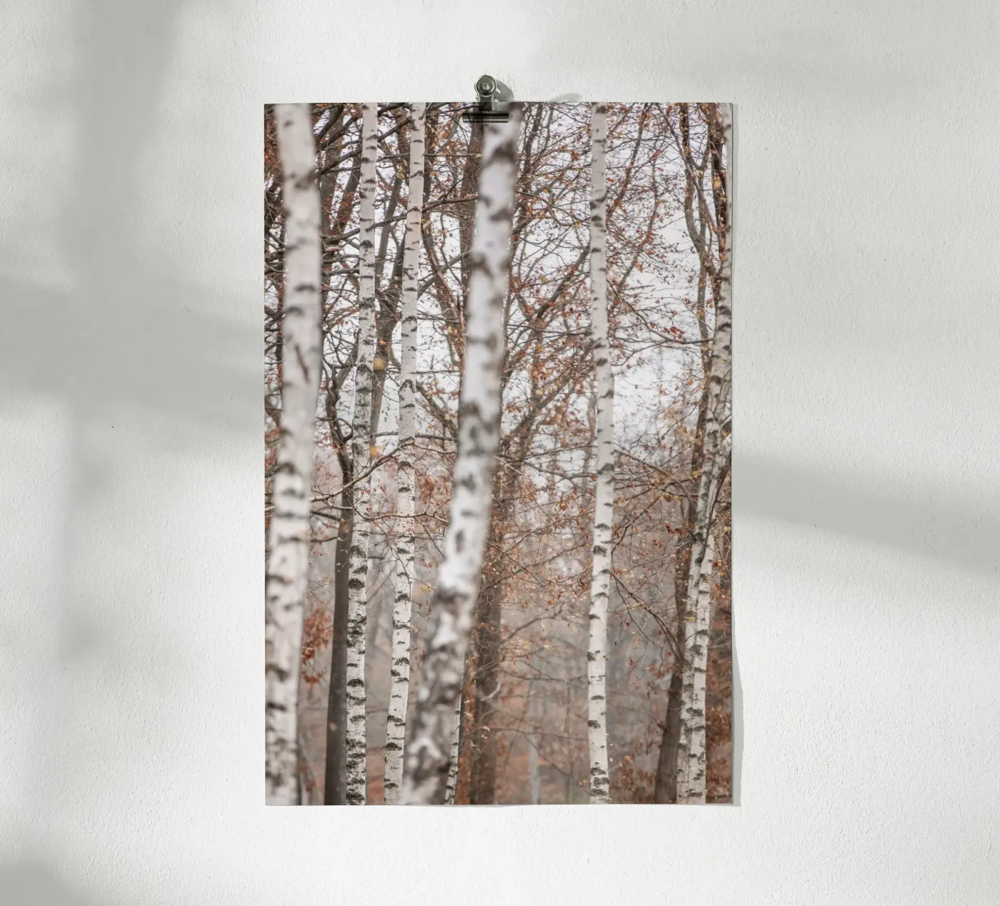 Birch Trees 6 poster da Mareike Böhmer Photography