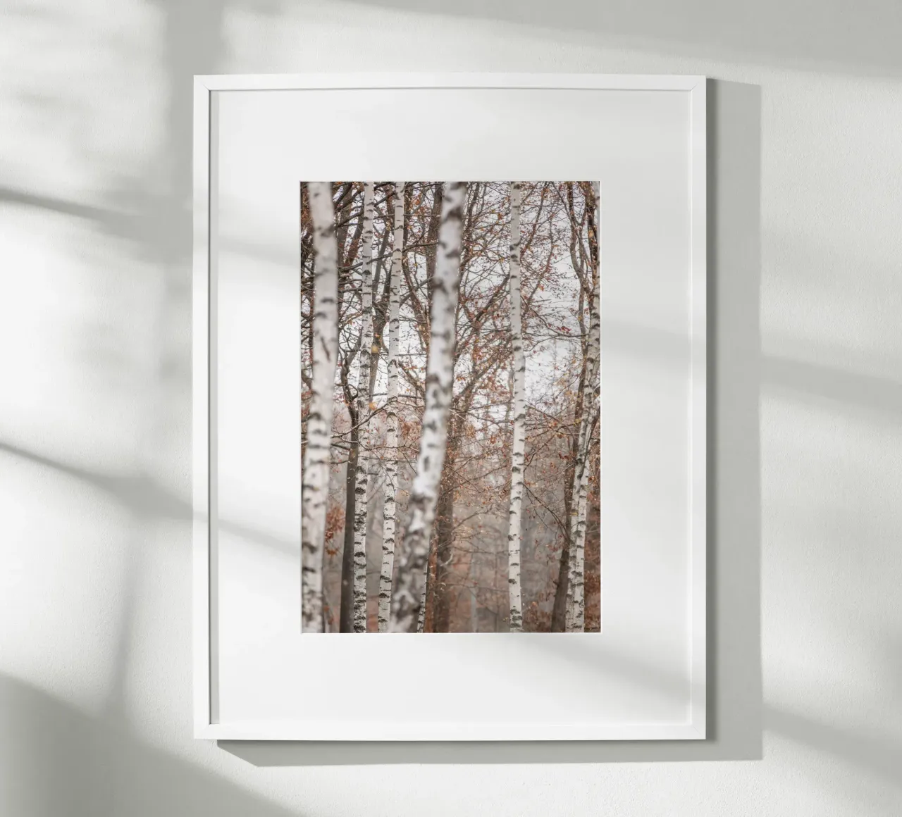 Birch Trees 6 carta hahnemühle da Mareike Böhmer Photography