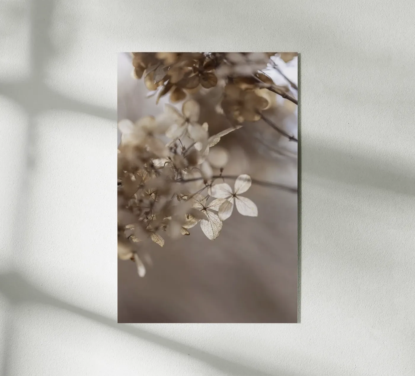 Hydrangea 1 Acryl-Glas von Mareike Böhmer Photography