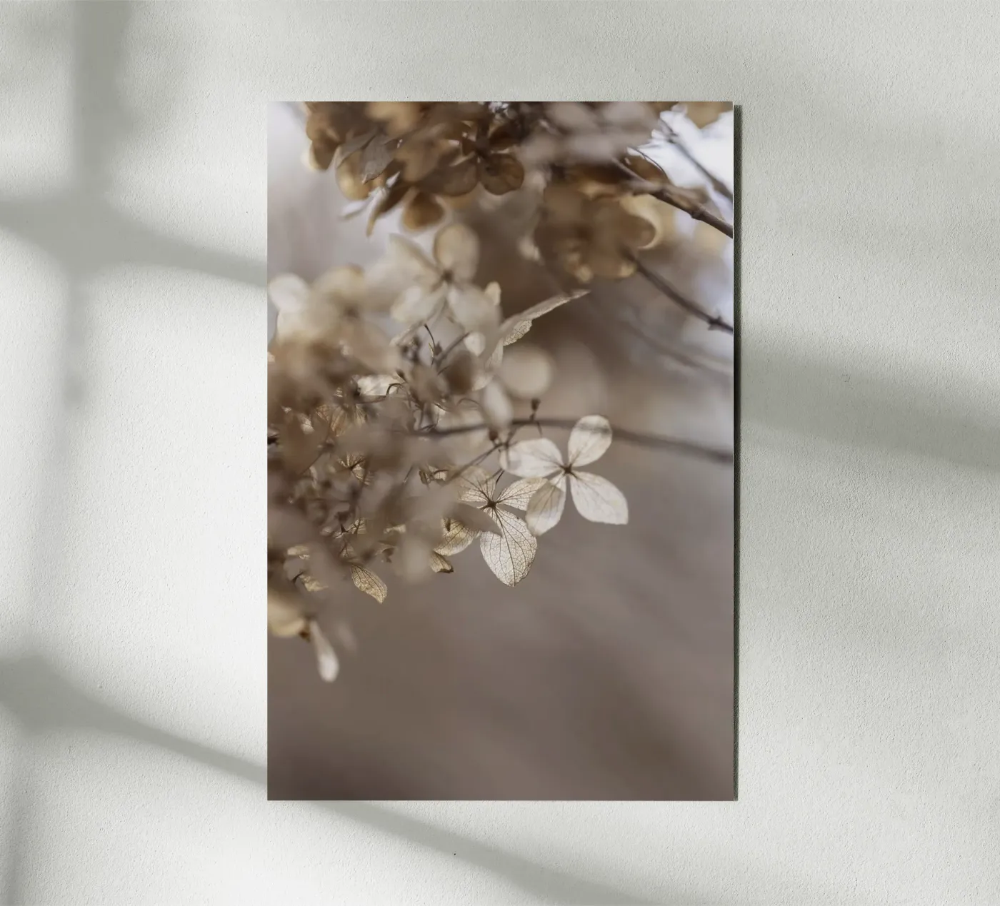 Hydrangea 1 Forex-Platte von Mareike Böhmer Photography