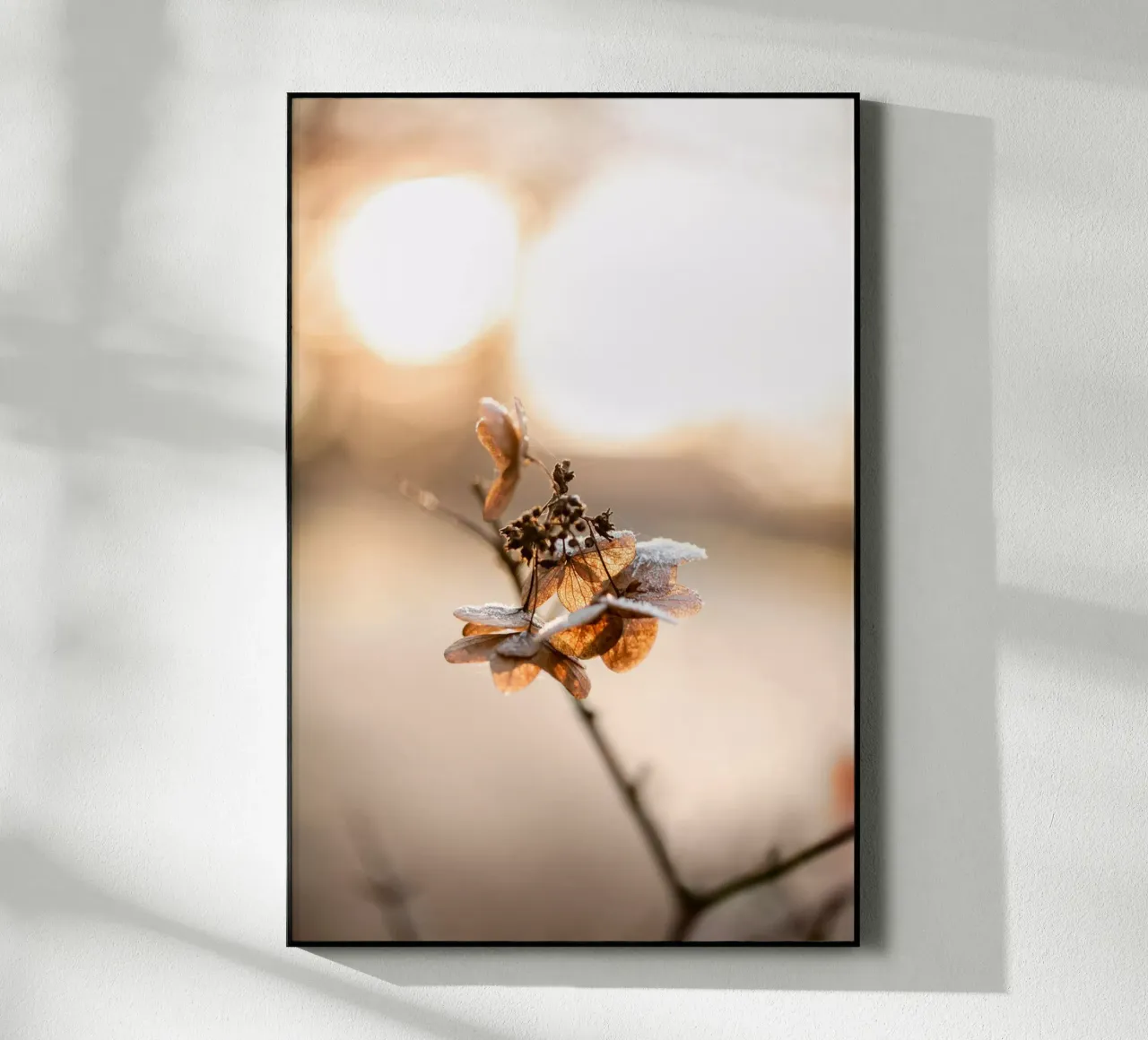 Hydrangea 4 plexiglass da Mareike Böhmer Photography