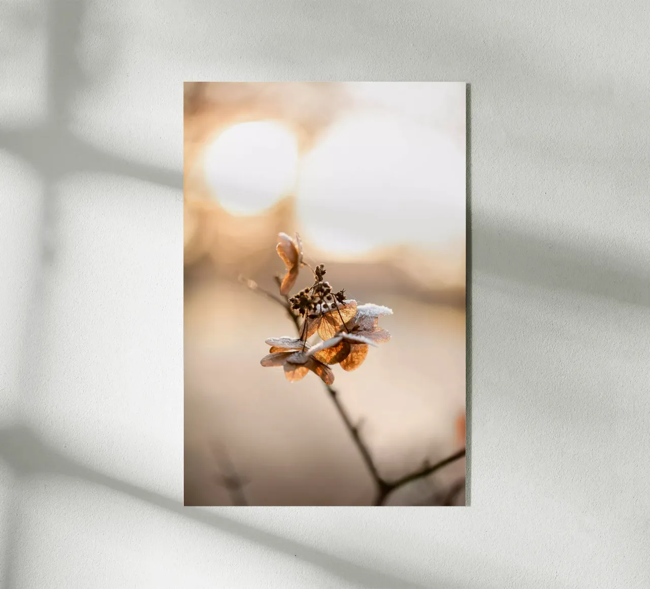 Hydrangea 4 plexiglas de Mareike Böhmer Photography
