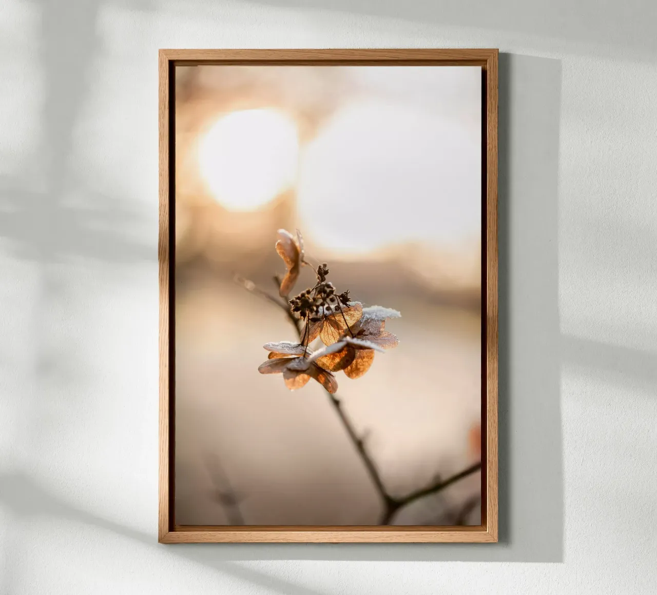 Hydrangea 4 forex plate by Mareike Böhmer Photography