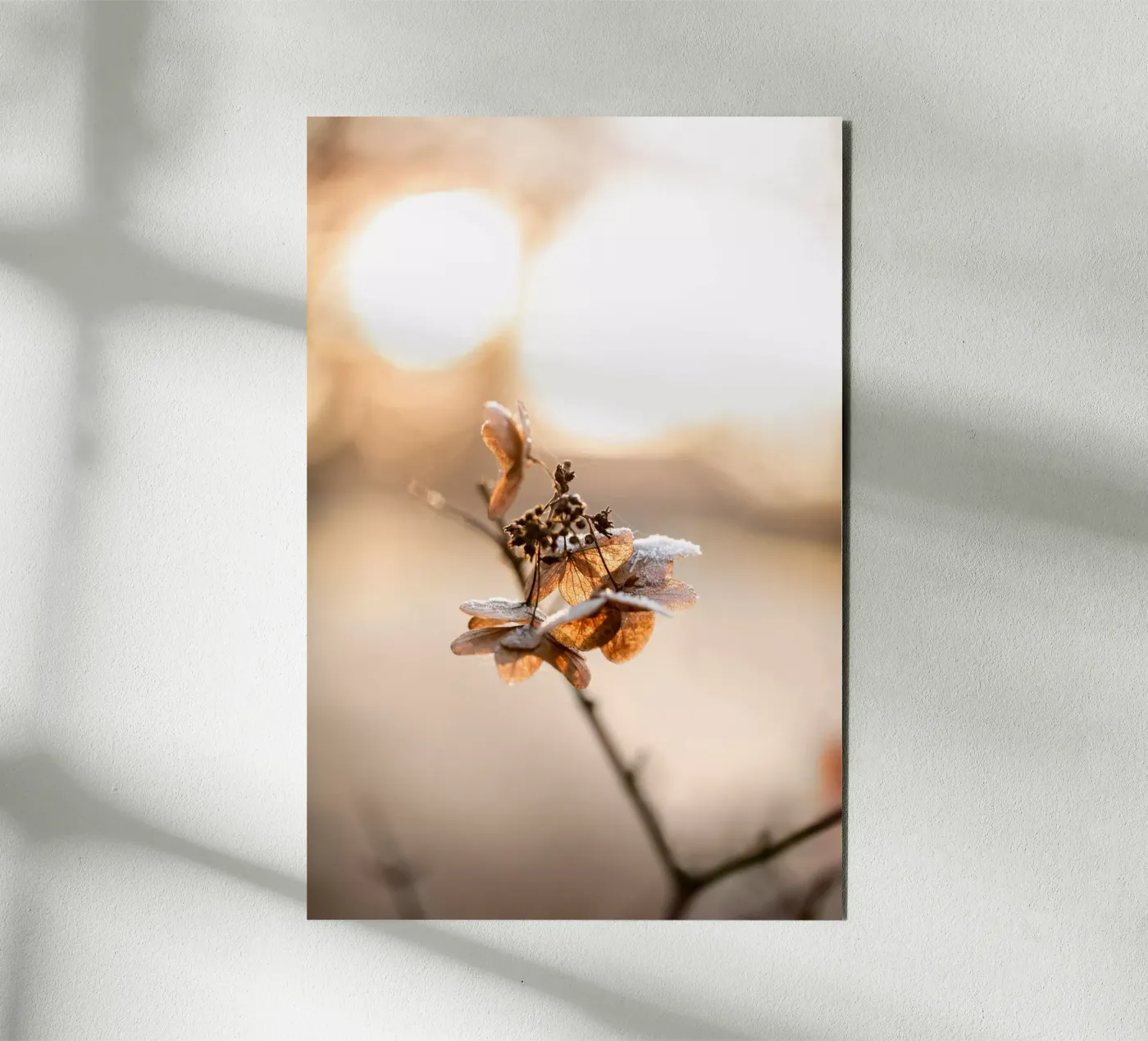 Hydrangea 4 panneau forex de Mareike Böhmer Photography