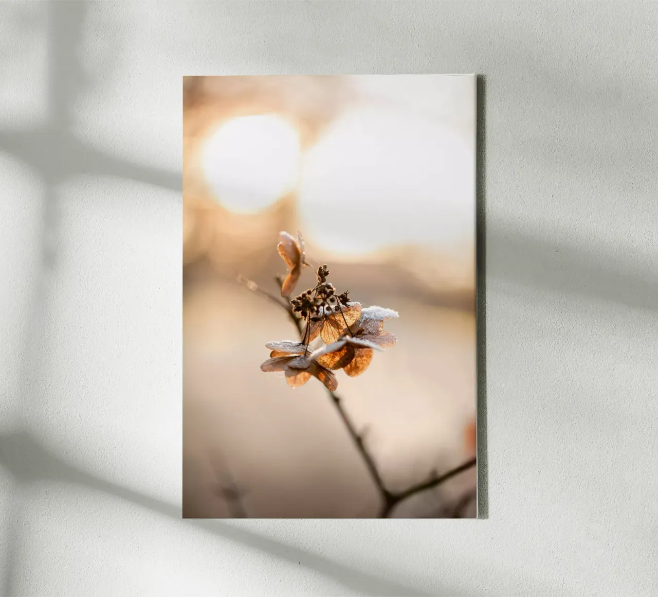 Hydrangea 4 tela da Mareike Böhmer Photography