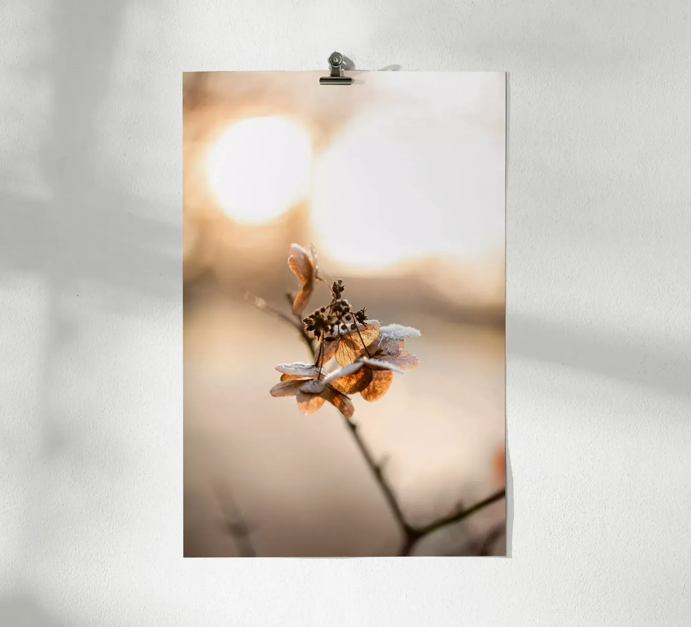 Hydrangea 4 poster van Mareike Böhmer Photography