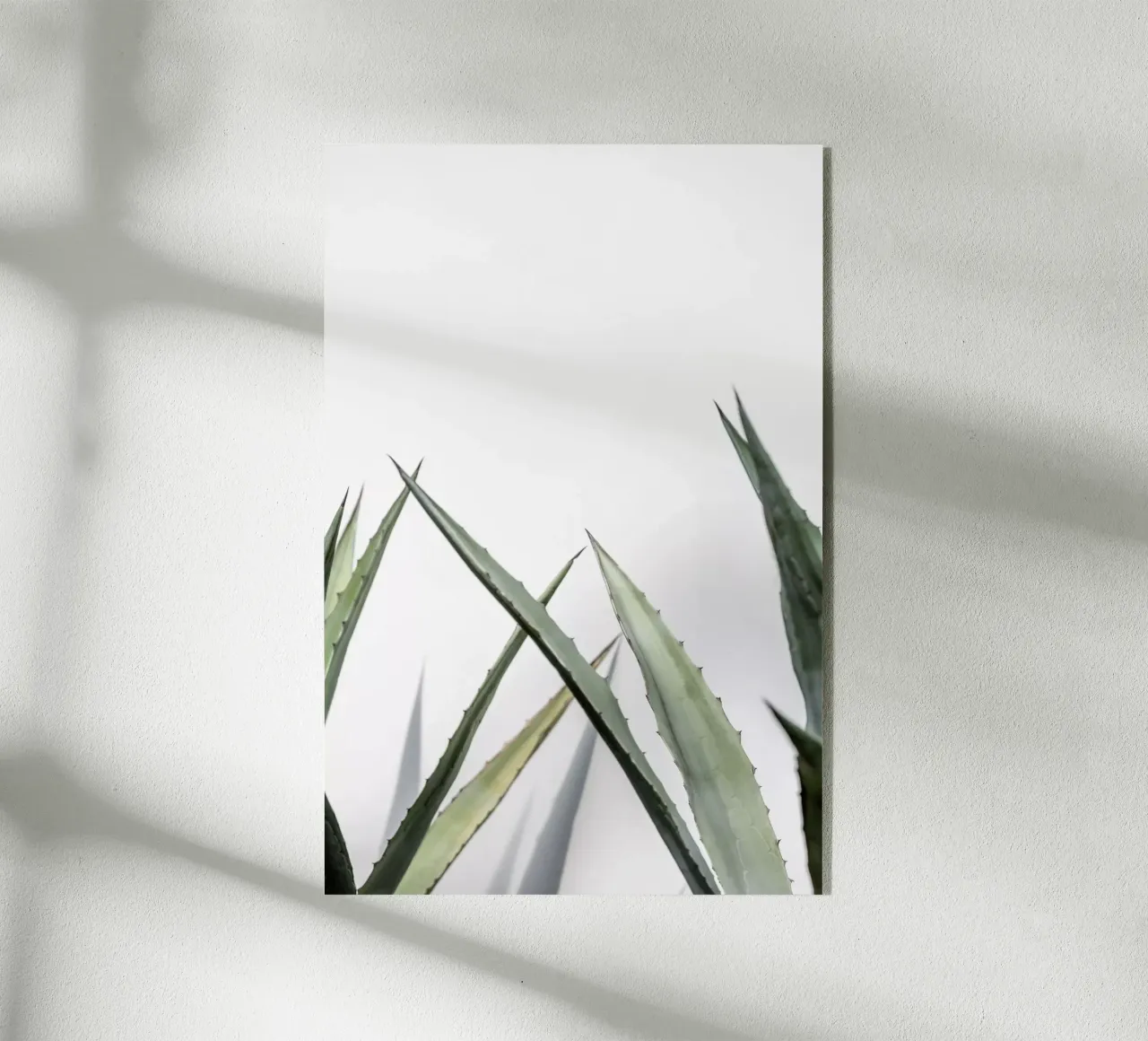 Succulent 1 plexiglass da Mareike Böhmer Photography