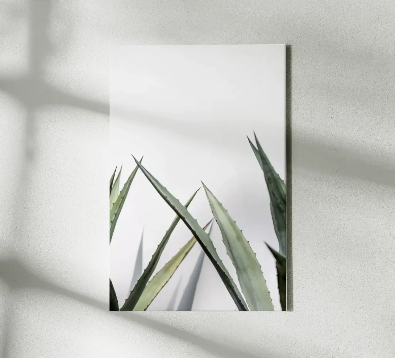 Succulent 1 canvas by Mareike Böhmer Photography