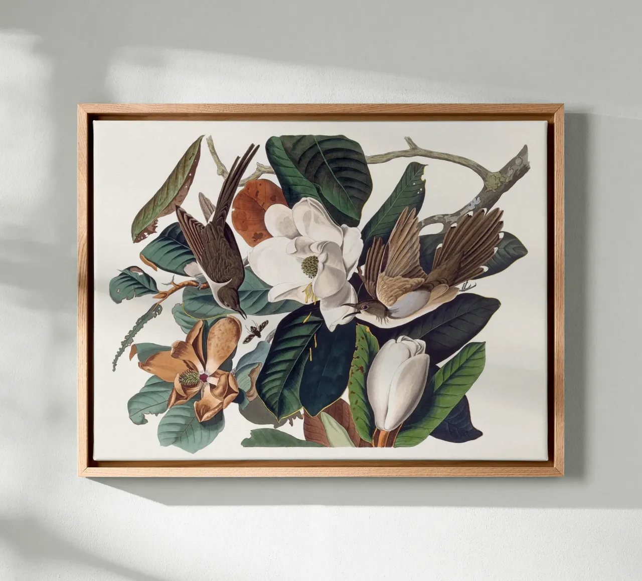 Audubon Black-billed Cuckoo tela da apoloprints