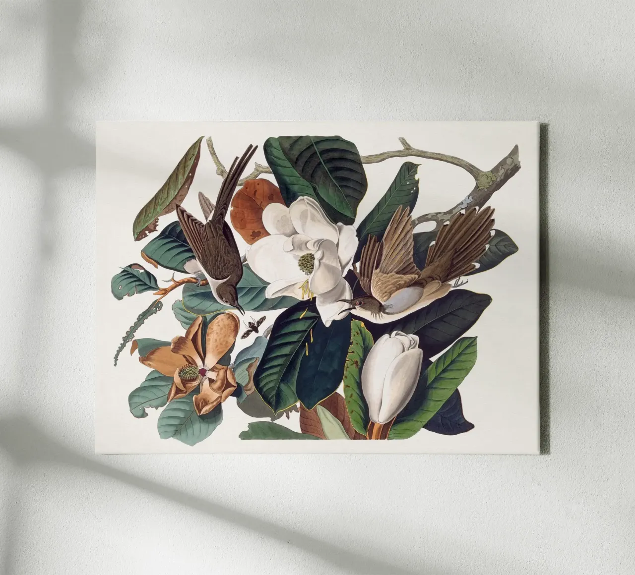 Audubon Black-billed Cuckoo tela da apoloprints