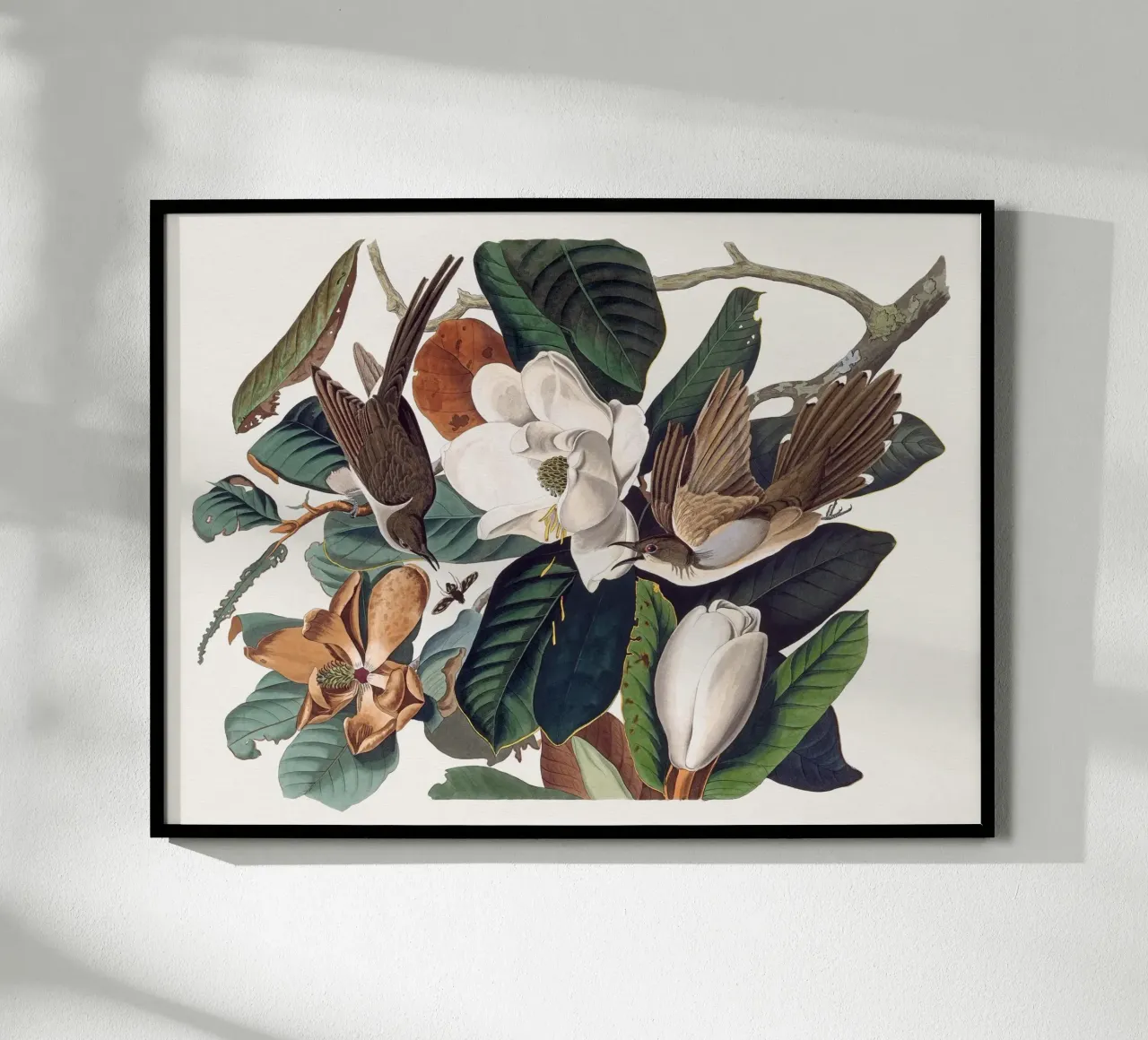 Audubon Black-billed Cuckoo poster da apoloprints