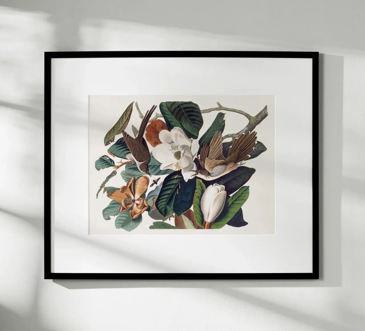 Audubon Black-billed Cuckoo poster da apoloprints