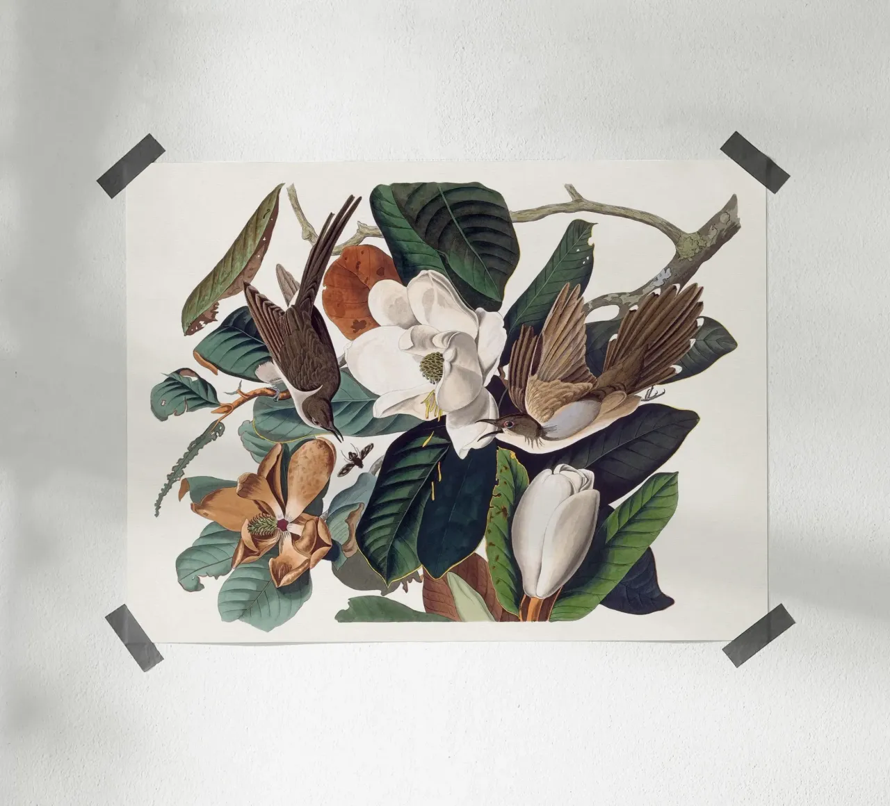 Audubon Black-billed Cuckoo poster da apoloprints