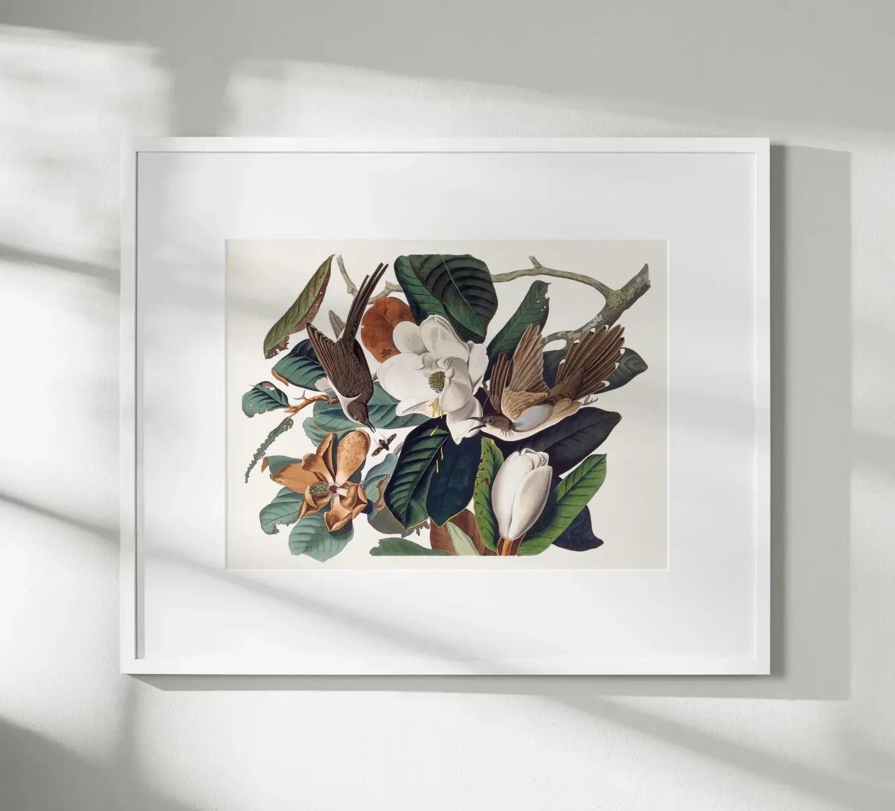 Audubon Black-billed Cuckoo poster da apoloprints