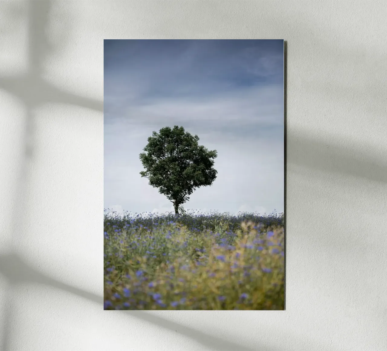Summer Meadow alluminio dibond da Mareike Böhmer Photography