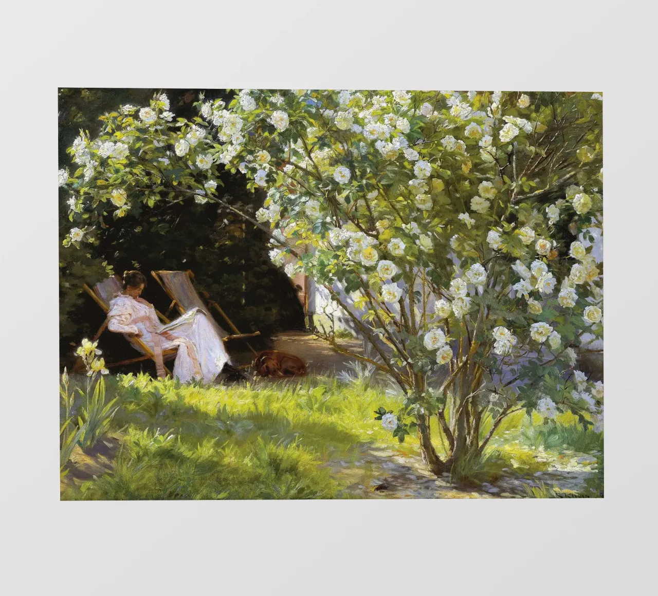 Rose di Peder Severin Krøyer pellicola backlit da Leahprint