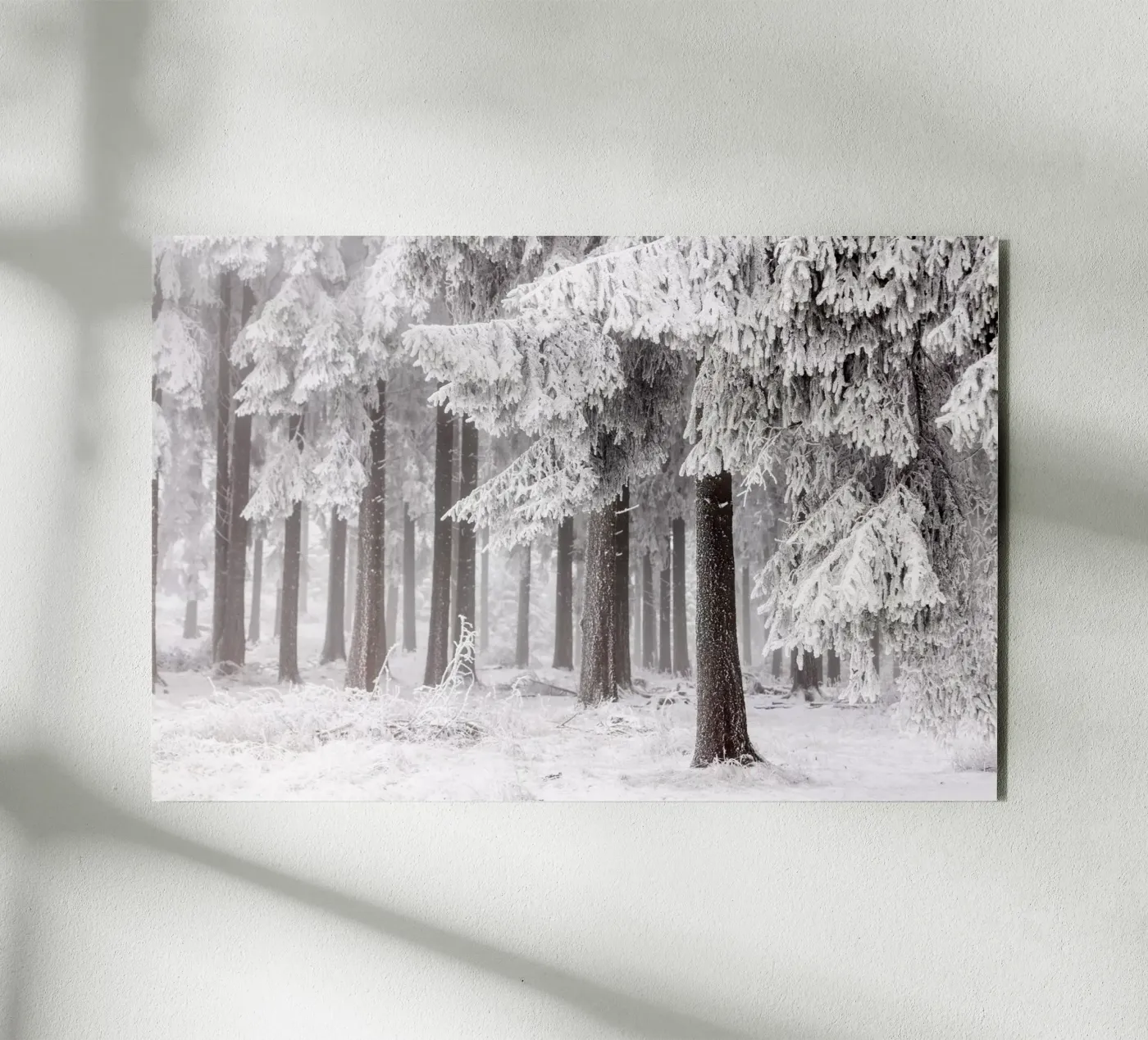 Winter Forest 3 forex plate by Mareike Böhmer Photography