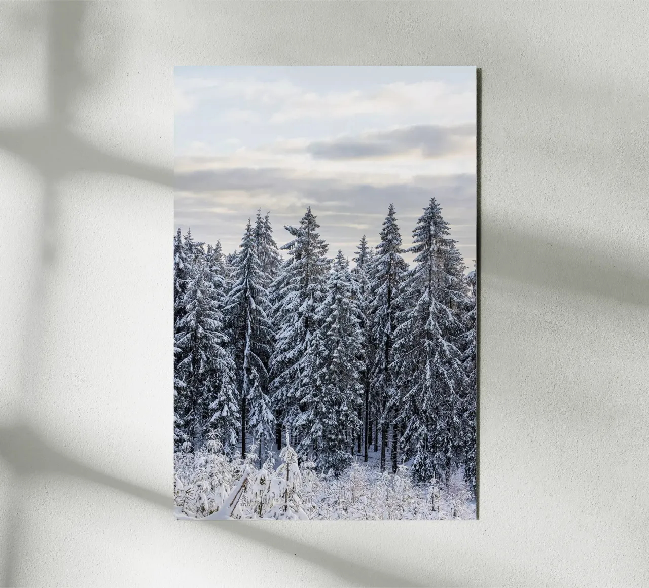 Snow Covered Trees 2 Alu-Dibond von Mareike Böhmer Photography