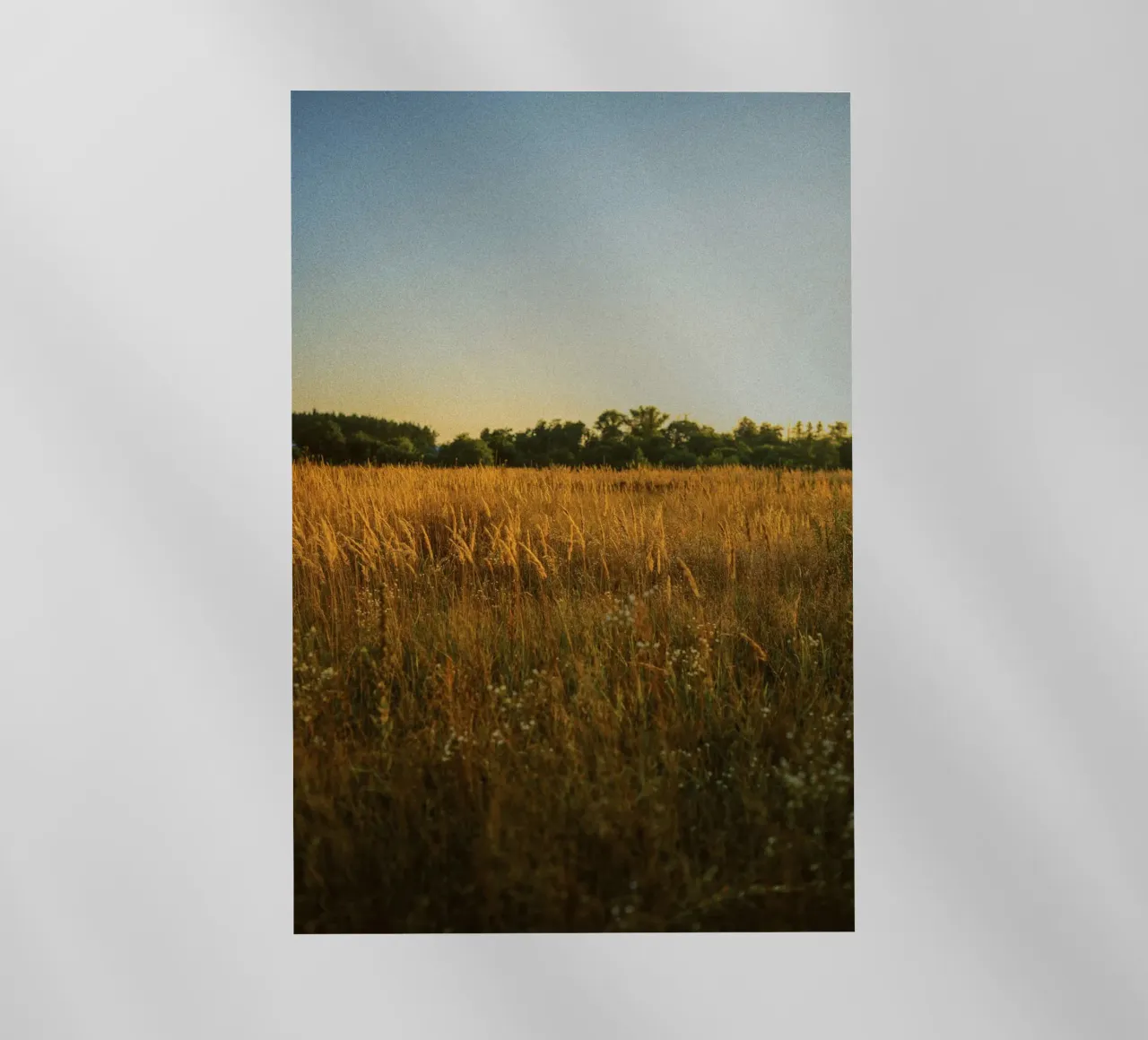 golden hour trees nature pellicola backlit da animal story home