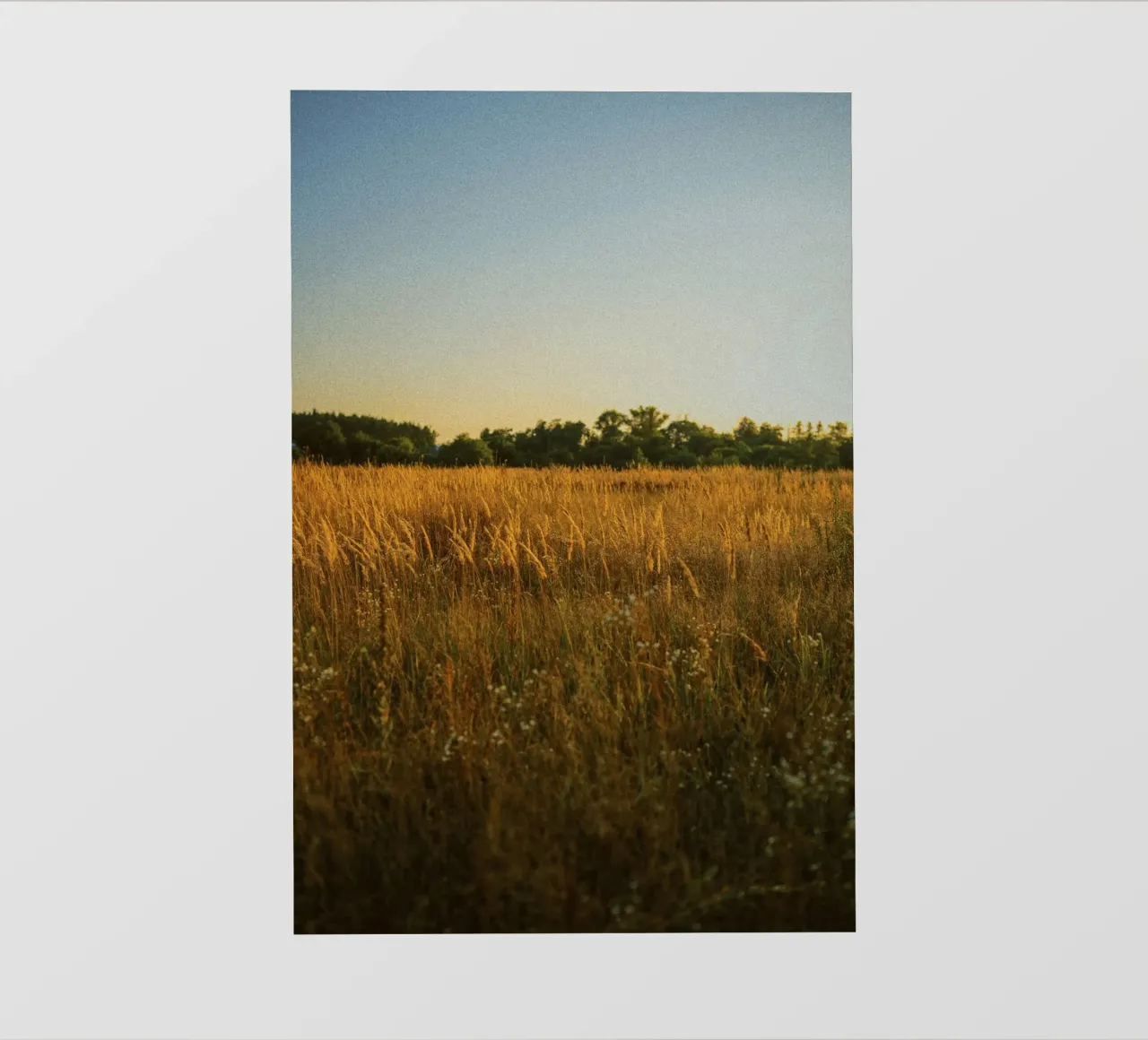 golden hour trees nature pellicola backlit da animal story home
