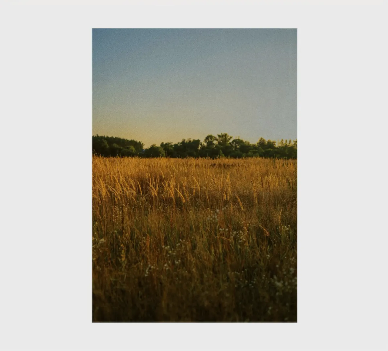 golden hour trees nature notebook by animal story home