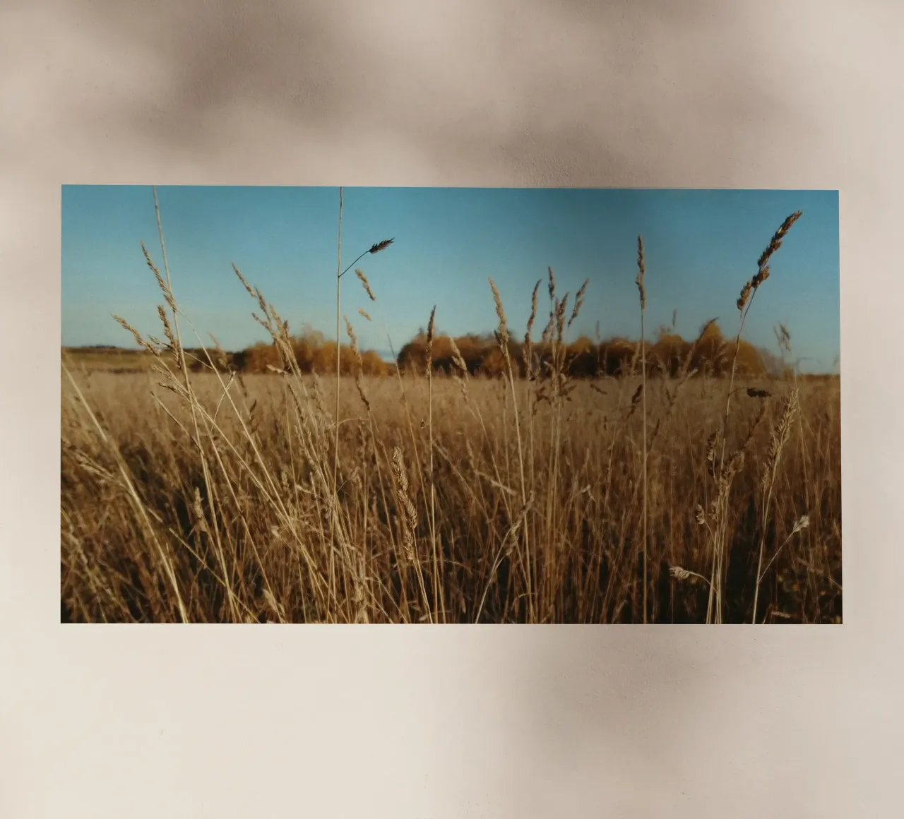 meadow horizon pellicola backlit da Horsire