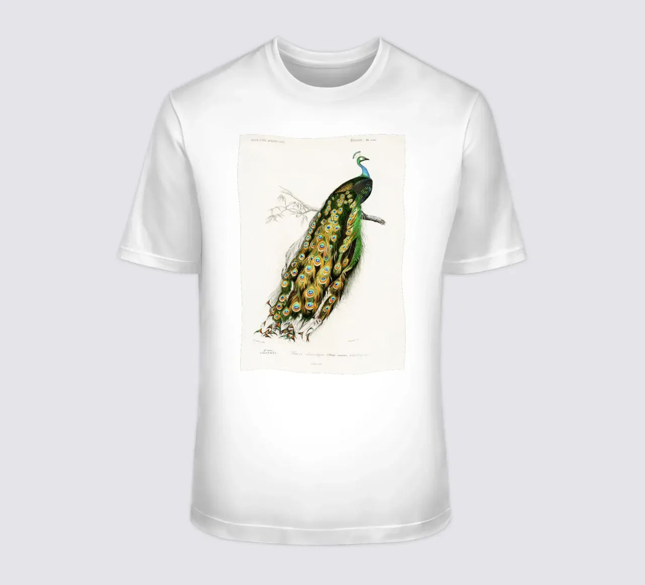 Indian Peafowl (Pavo Cristatus)" by Charles Dessalines D'Orb t-shirt by Classic Art Prints