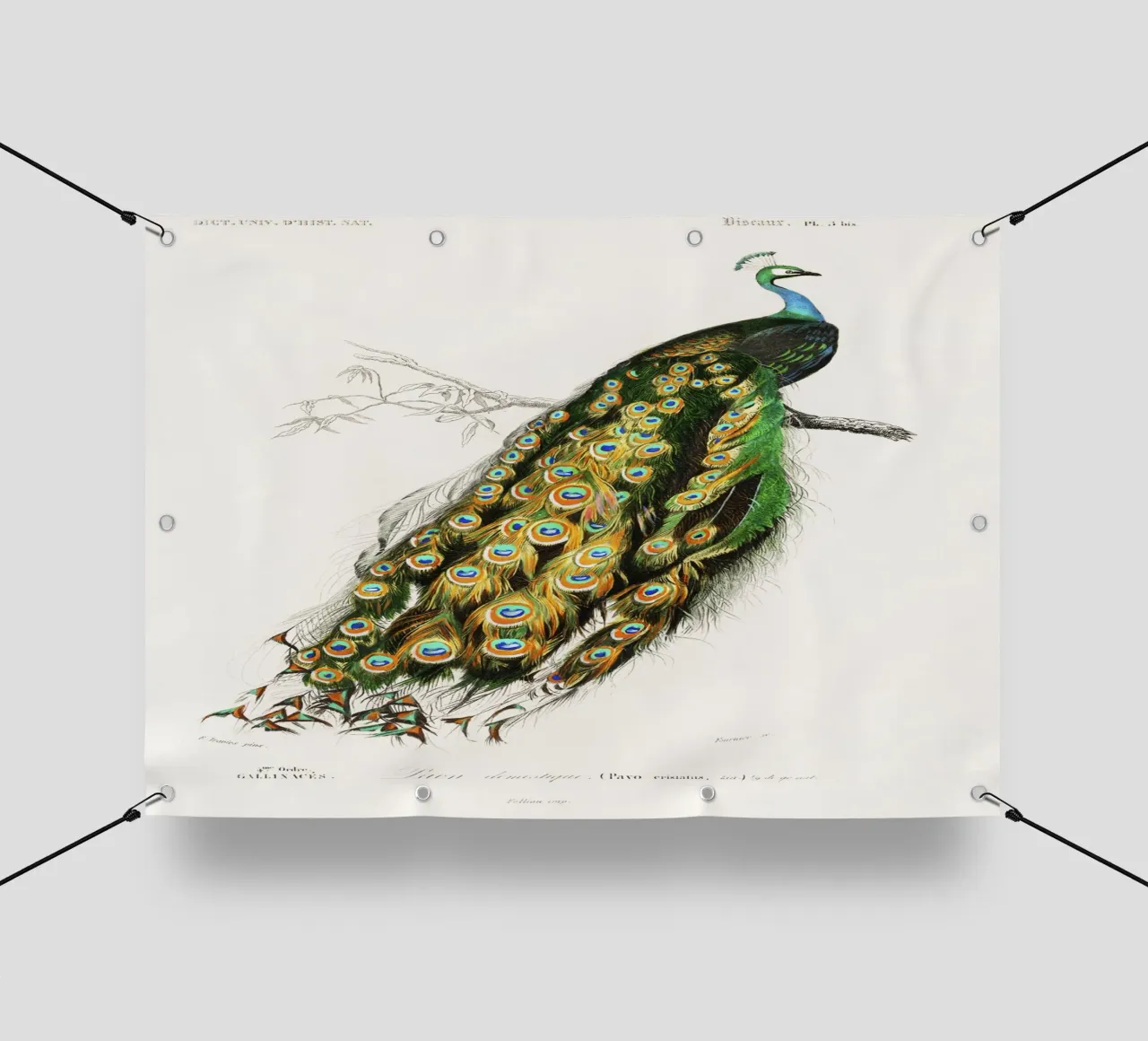 Indian Peafowl (Pavo Cristatus)" by Charles Dessalines D'Orb pvc cover by Classic Art Prints