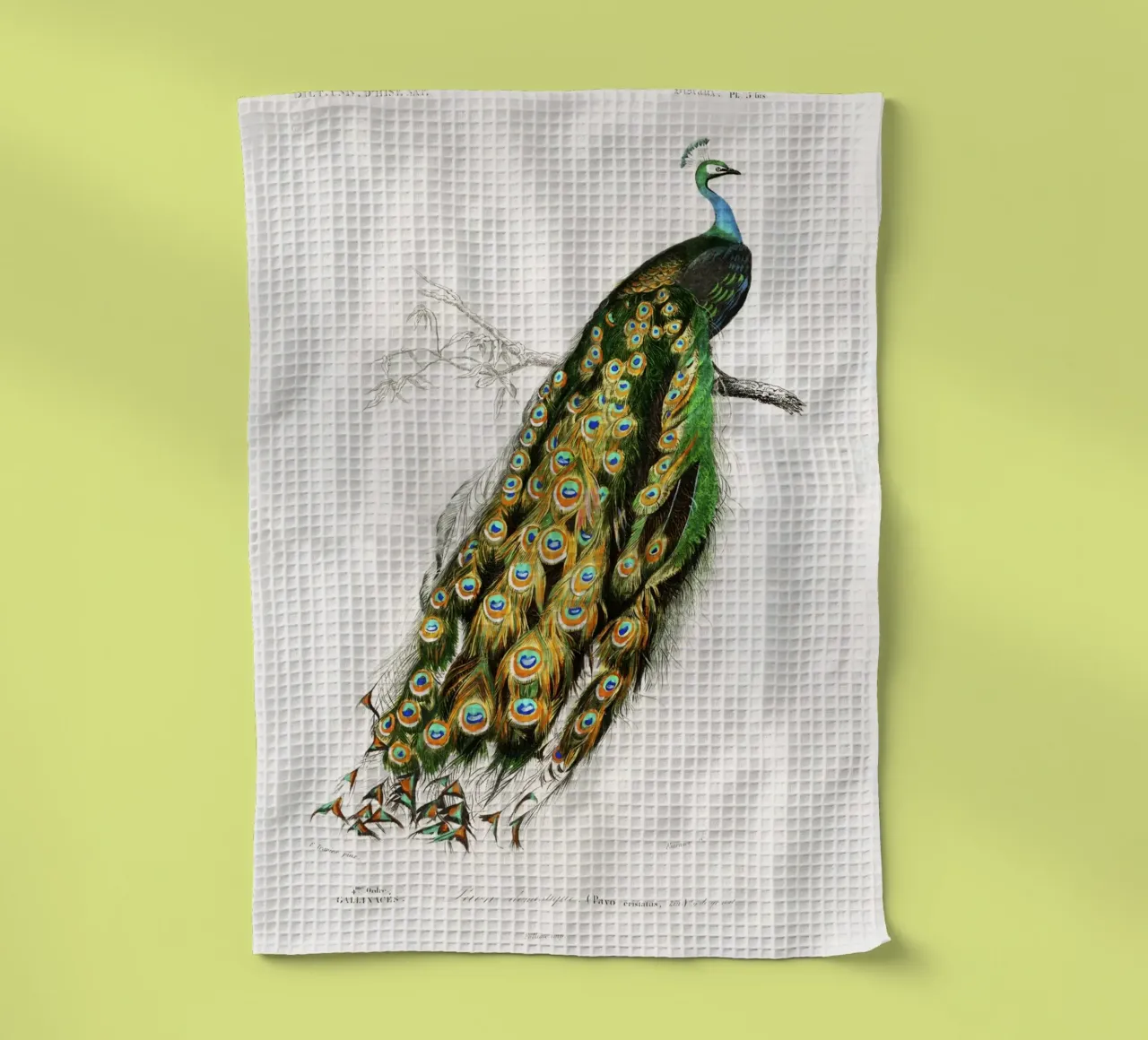 Indian Peafowl (Pavo Cristatus)" by Charles Dessalines D'Orb tea towel by Classic Art Prints