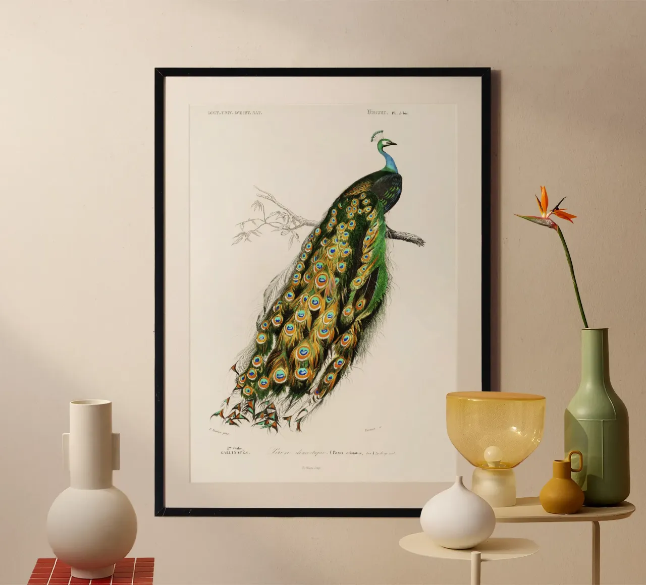Indian Peafowl (Pavo Cristatus)" by Charles Dessalines D'Orb poster by Classic Art Prints