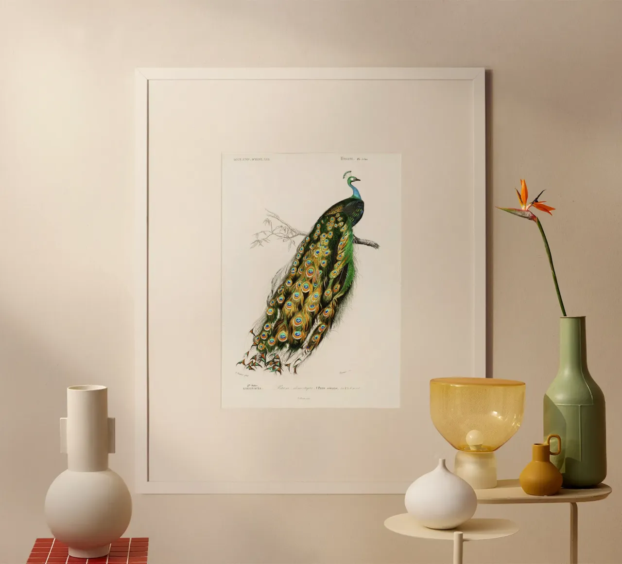 Indian Peafowl (Pavo Cristatus)" by Charles Dessalines D'Orb poster by Classic Art Prints