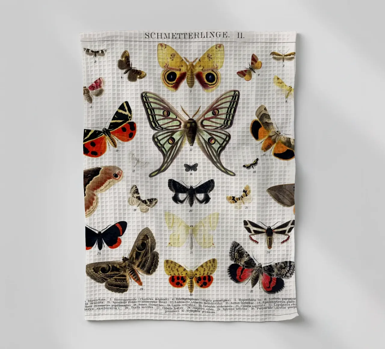 Antike Schmetterling und Motte Lithographie Geschirrtuch von Jolie Prints