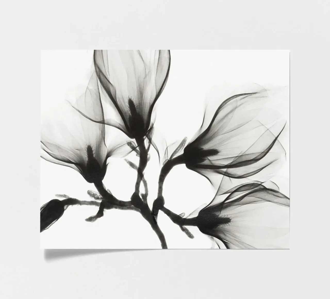 Magnolia Branch with Four Flowers (ca. 1910–1925) sticker sheet by Venus Art