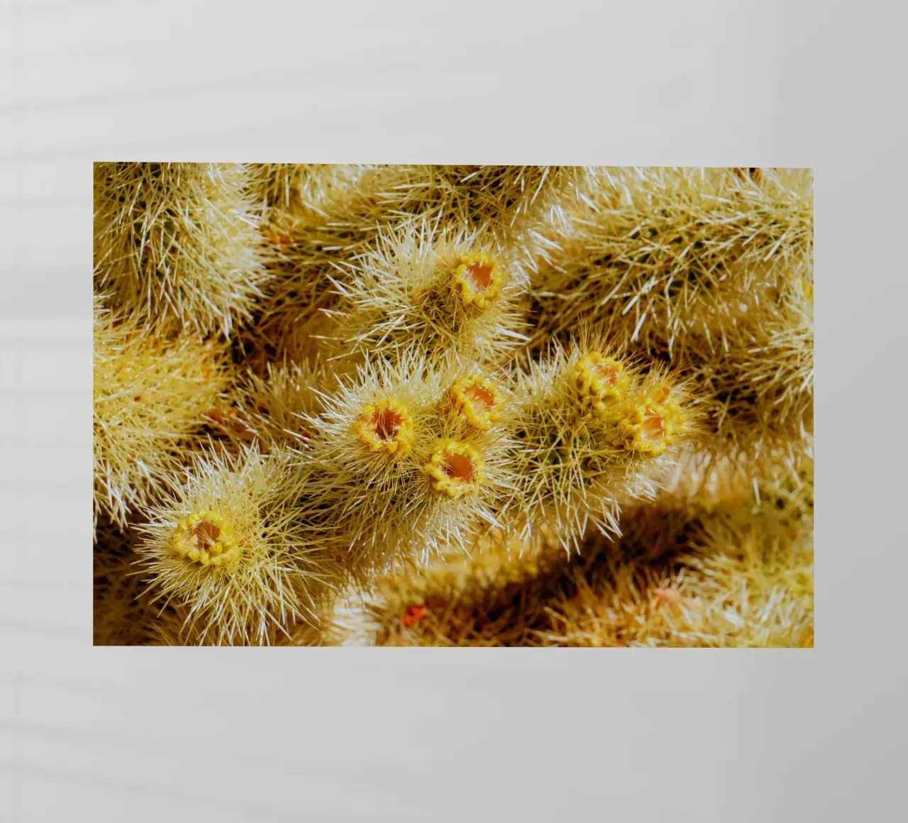 spine di cactus pellicola backlit da Earthly Visions