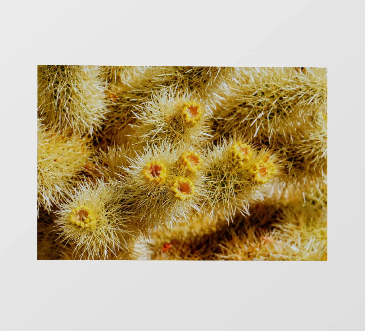 spine di cactus pellicola backlit da Earthly Visions