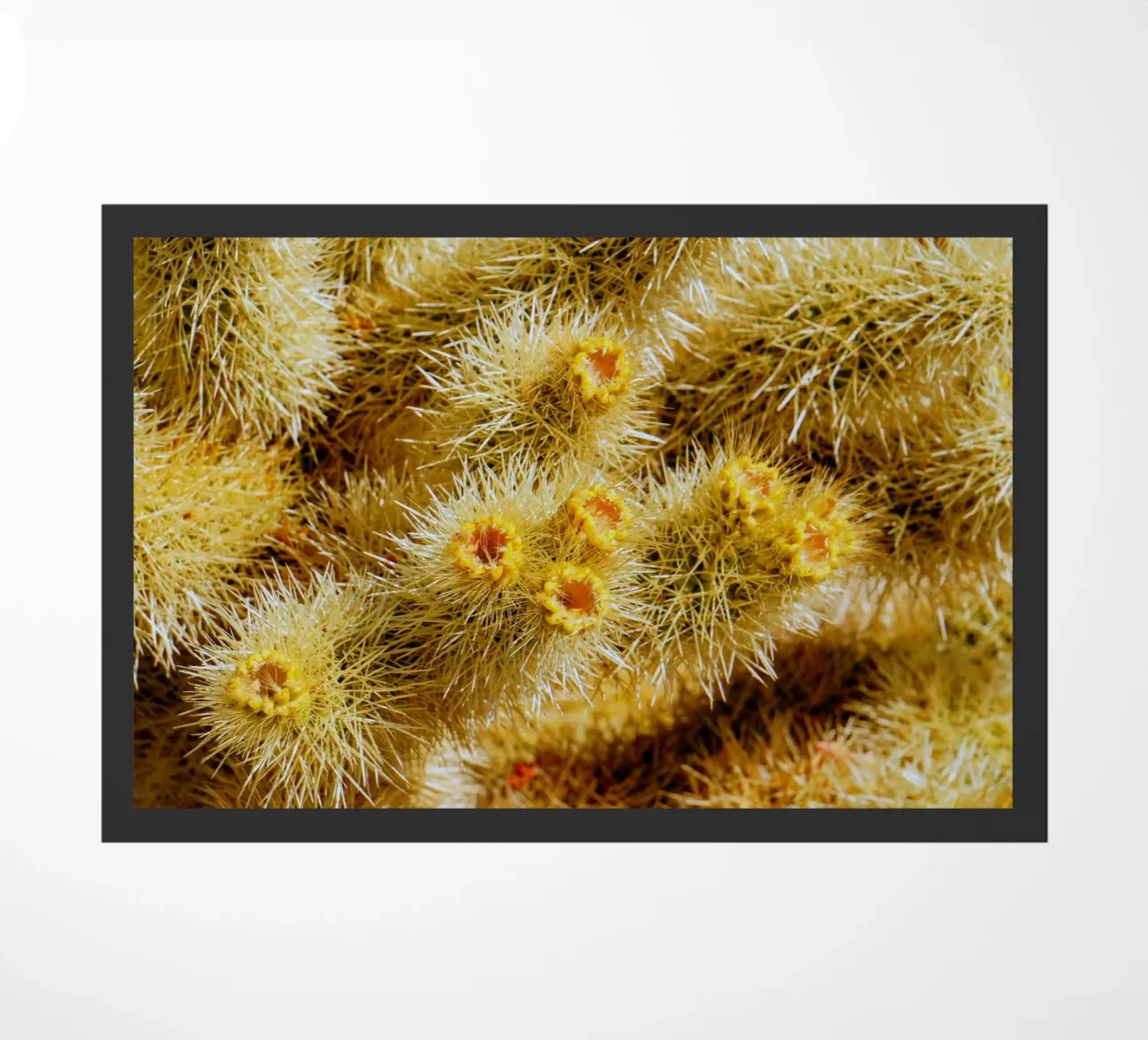 spine di cactus zerbino da Earthly Visions